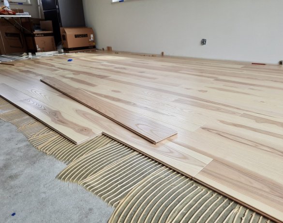 Parkiet Hajnówka: kodos