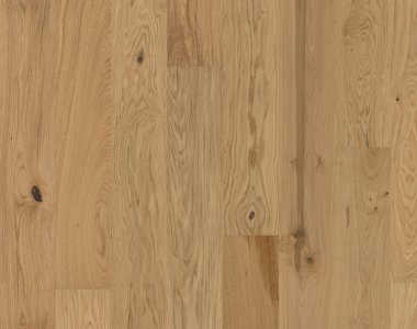 Flora Collection: Aster lakier