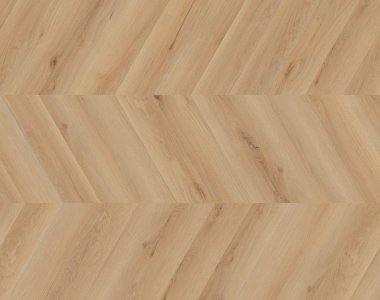 Dąb Rotterdam - chevron